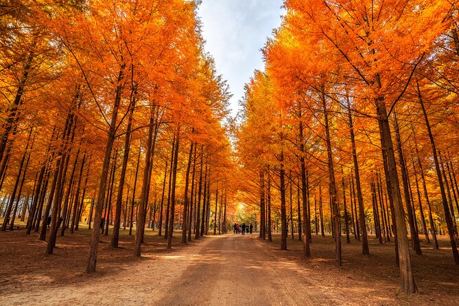Seoul Vicinity 5 in 1: Nami Island, Garden of Morning Calm & More - Nami Island and Petite France