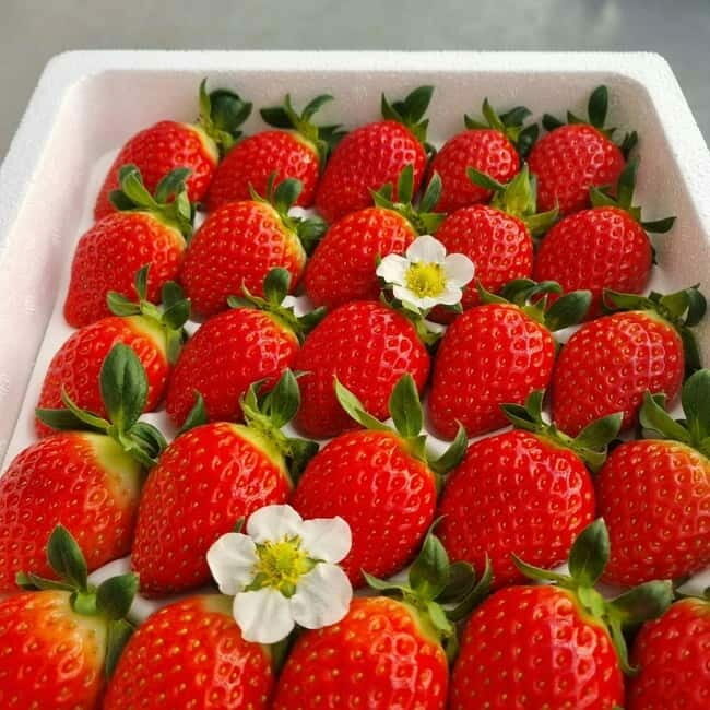 Seoul: Winter Day Tour in Pocheon with Strawberry Picking - The Itinerary: What to Expect on This Pocheon Day Trip