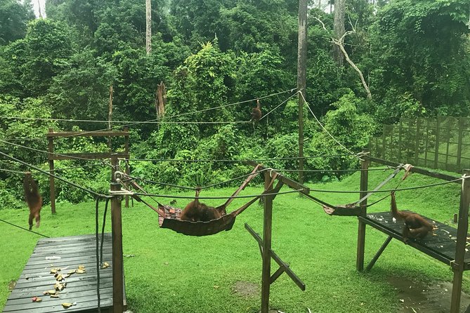 Sepilok Orang Utan & Bornean Sun Bear Centre With Sandakan City Tour With Lunch - Included Amenities and Services