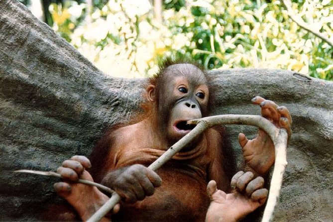 Sepilok Orang Utan & Bornean Sun Bear Centre With Sandakan City Tour With Lunch - Pricing and Booking Details