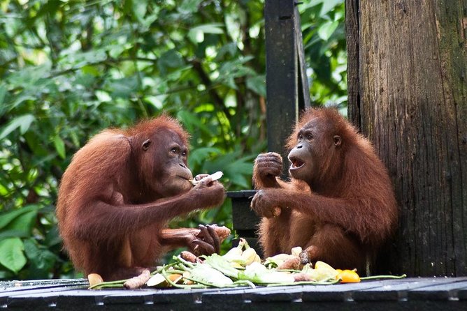 Sepilok Orang Utan, Sun Bear & Sandakan Nature City Tour Lunch - Key Points