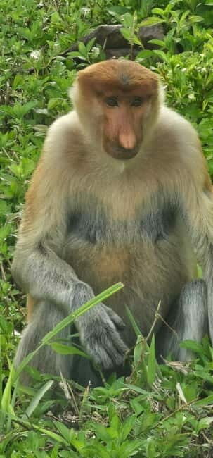 Sepilok OrangUtan, Sun Bear & Labuk Bay Full Day Trip - Key Points