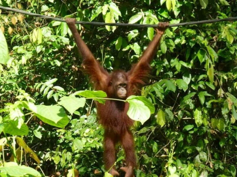 Sepilok OrangUtan, Sun Bear & Labuk Bay Full Day Trip - Authentic Insights and Traveler Feedback