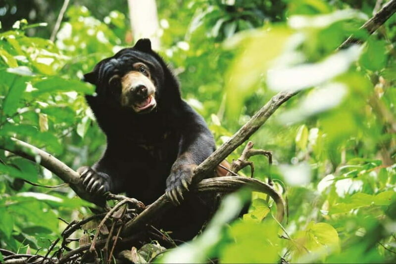 Sepilok OrangUtan, Sun Bear & Labuk Bay Full Day Trip - FAQ – Your Practical Questions Answered
