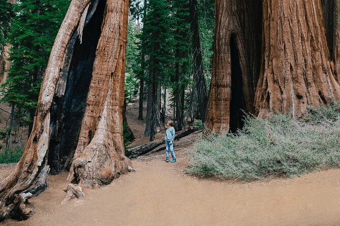 Sequoia Full Day Private Tour and Hike - Hiking to Moro Rock