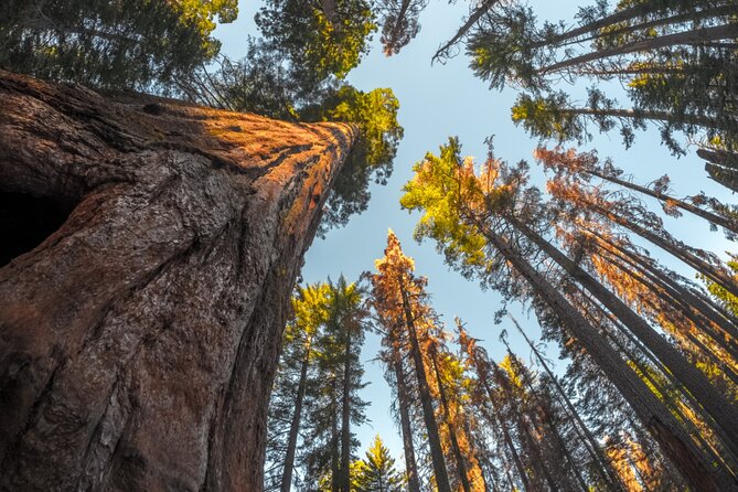 Sequoia & Kings Canyon National Park Self-Driving Audio Tour - Flexible and Convenient Exploration