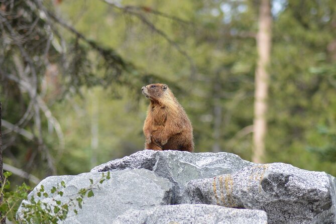 Sequoia & Kings Canyon National Park Self-Driving Audio Tour - Travel Tips and Hidden Gems