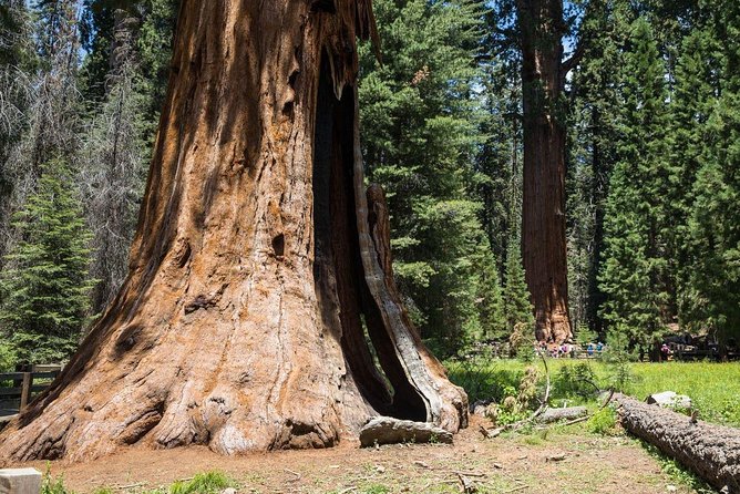 Sequoia Park Private Tour - Transportation and Logistics