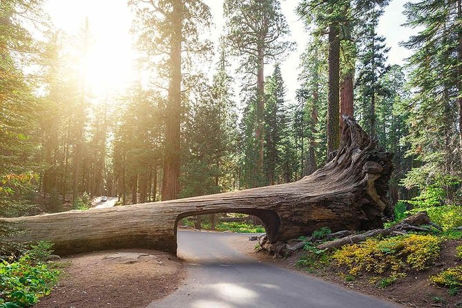 Sequoia Park Private Tour - Getting to Sequoia Park