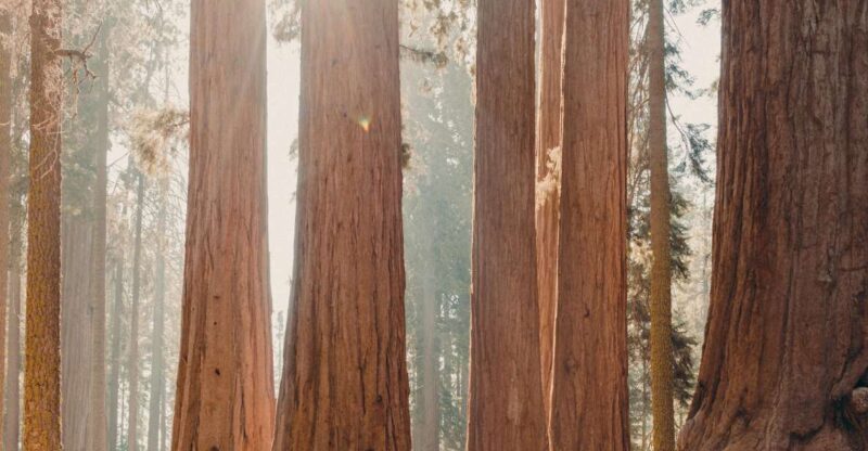 Sequoia: Private Tour & Hike - Explore the Giant Forest