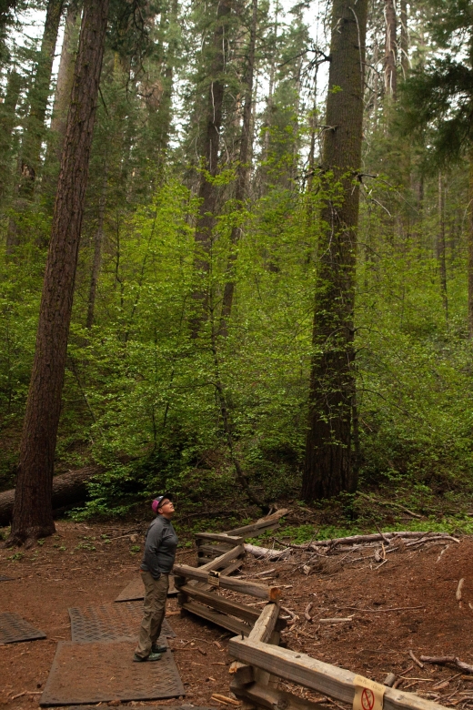 Sequoia: Private Tour & Hike - Scenic Trails Through Wilderness