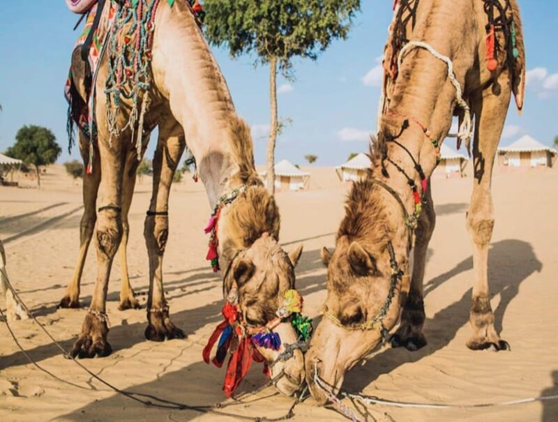SERENDIPITY 2 DAYS NON TOURISTIC CAMEL & DESERT SAFARI TOUR - Booking Information