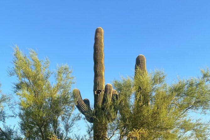 Serene Botanical Tour of the Sonoran Desert. Guided Nature Walk - Tour Inclusions