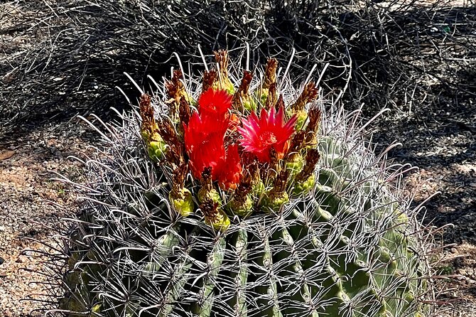 Serene Botanical Tour of the Sonoran Desert. Guided Nature Walk - Exploring the Sonoran Desert
