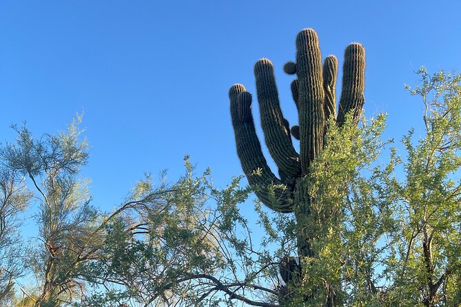 Serene Botanical Tour of the Sonoran Desert. Guided Nature Walk - Discovering Local Art Districts