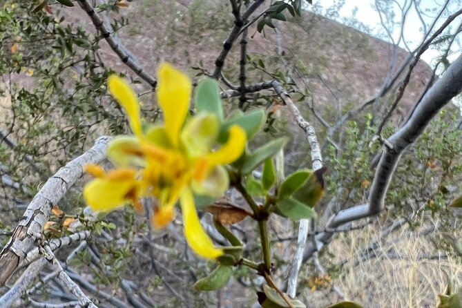 Serene Botanical Tour of the Sonoran Desert. Guided Nature Walk - Enhancing Your Desert Experience