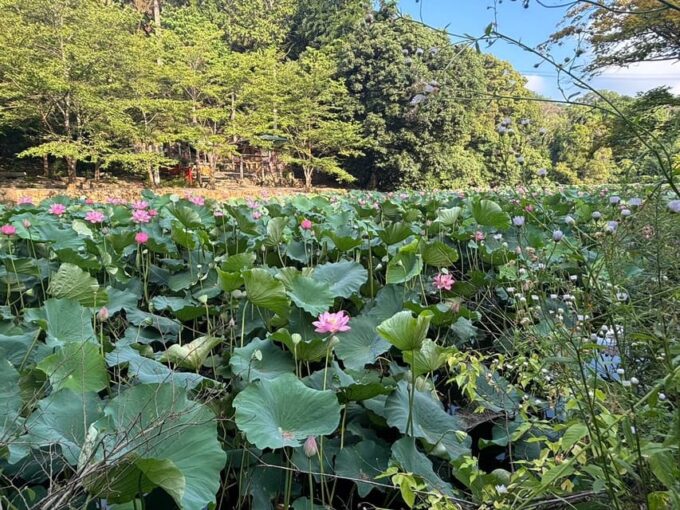 Serene Cycling in Arashiyama: Electric Bike Tour With Guide - Group Size and Participants