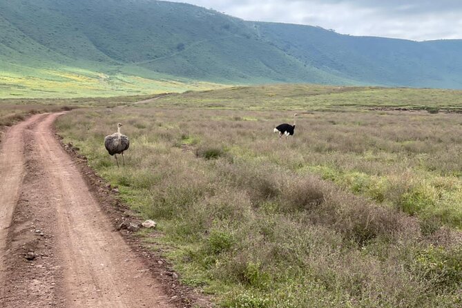 Serengeti and Ngorongoro Crater Private Lodge Tour (3 Days) - Cancellation Policy