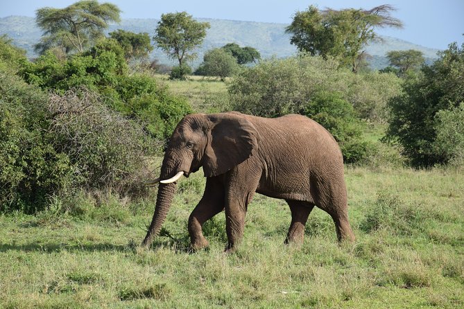 Serengeti Day Trip Safari From Mwanza Tanzania - Key Points