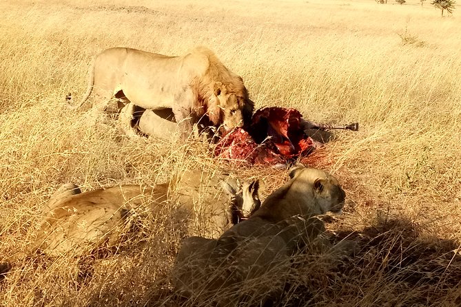 Serengeti Day Trip Safari From Mwanza Tanzania - Meeting and Pickup Details