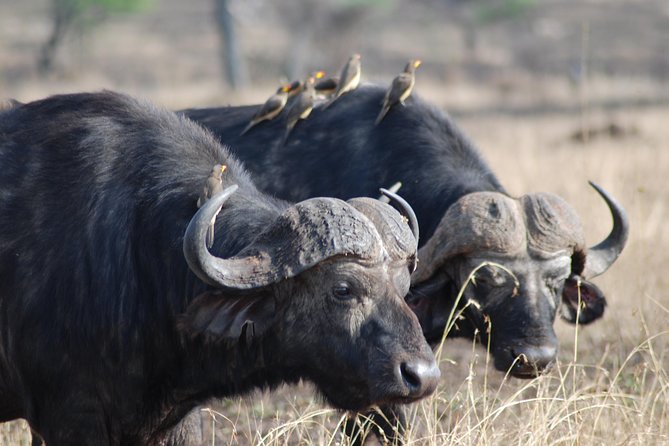 Serengeti Day Trip Safari From Mwanza Tanzania - Safari Experience and Itinerary