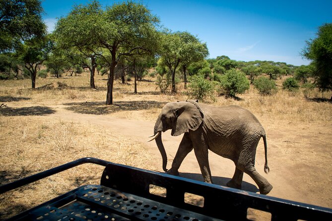 Serengeti Great Wildebeest Migration - 5 Days Tanzania Safari - Key Points