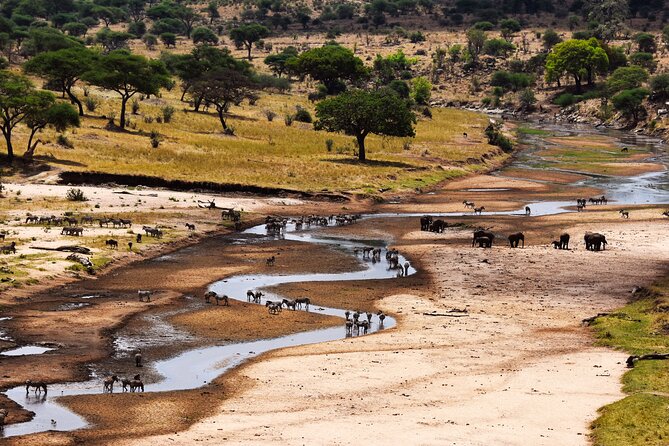 Serengeti Great Wildebeest Migration - 5 Days Tanzania Safari - Highlights of the Safari