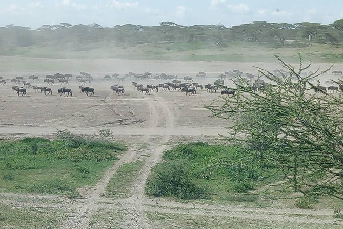 Serengeti Great Wildebeest Migration Luxury Safari: - Comfortable Accommodations and Amenities