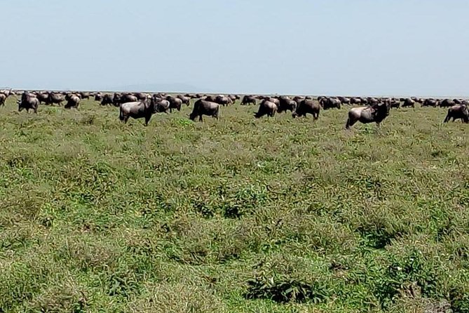 Serengeti Great Wildebeest Migration Luxury Safari: - Experienced Guides and Drivers