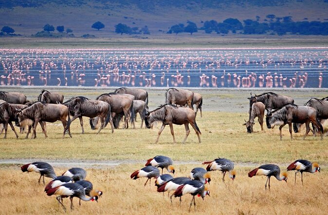 Serengeti National Park 4 Days Safari Camping - Key Points