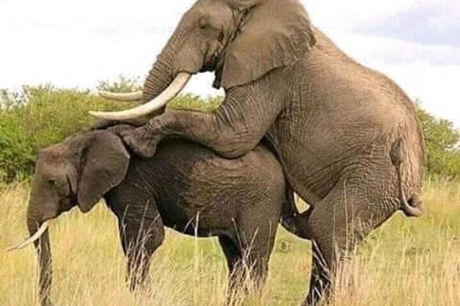 Serengeti National Park 4 Days Safari Camping - Safari Activities and Experiences