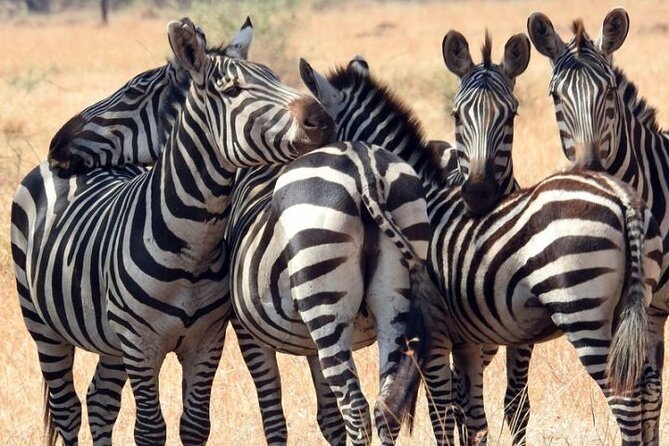 Serengeti National Park 4 Days Safari Camping - Accommodation and Amenities