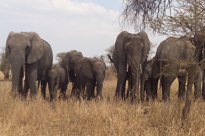 Serengeti National Park 4 Days Safari Camping - Pricing and Booking