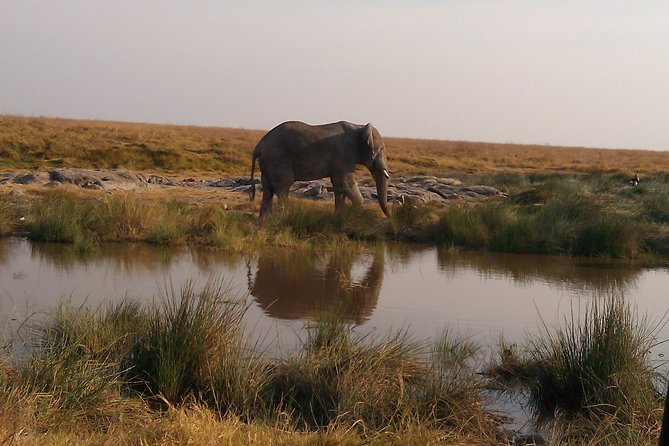 Serengeti National Park 7 Days Safaris Camping - Accessibility and Participation