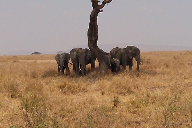 Serengeti National Park 7 Days Safaris Camping - Accommodation and Meals