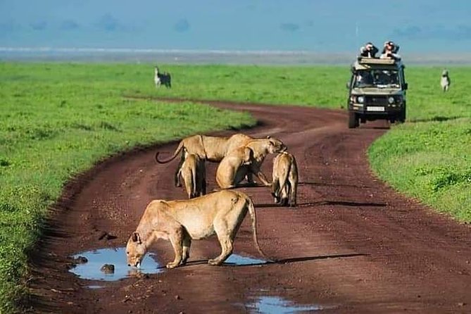 Serengeti National Park, Ngorongoro Conservation Area 3 Days Two Nights - Tour Highlights