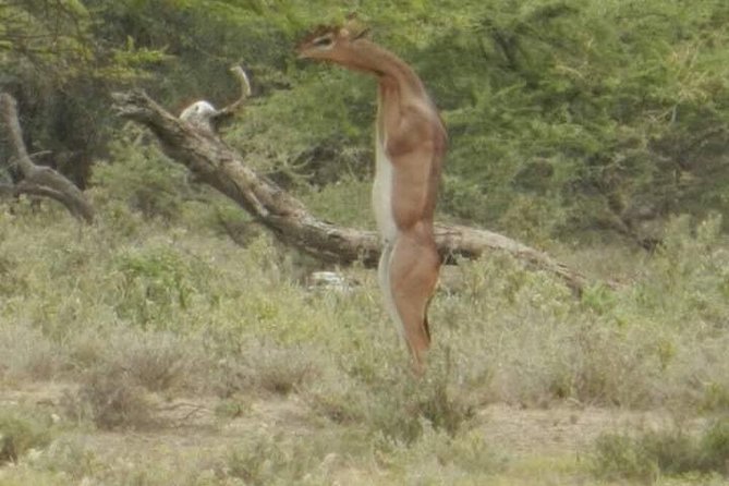 Serengeti National Park, Ngorongoro Conservation Area 3 Days Two Nights - Accommodation Details