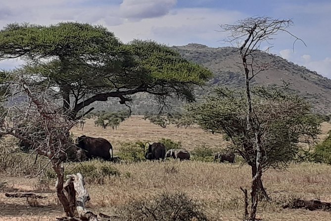 SERENGETI NATIONAL PARK Tour - Witnessing the Wildlife Migration