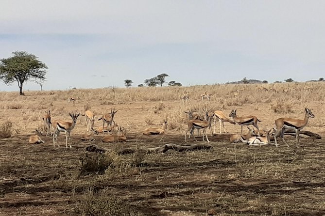 SERENGETI NATIONAL PARK Tour - Customizable Itinerary and Flexibility