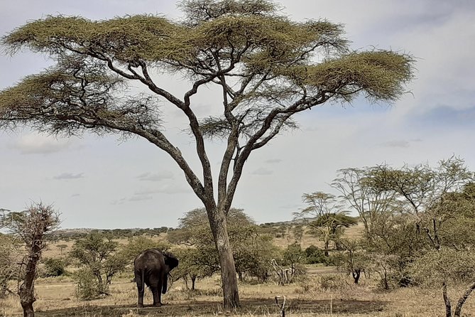 SERENGETI NATIONAL PARK Tour - Group Sizes and Pricing