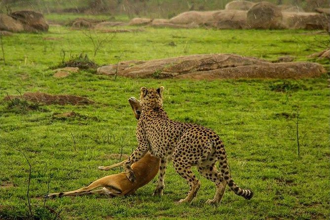 Serengeti & Ngorongoro 3 Days Fly Safari in From Zanzibar - Included Services