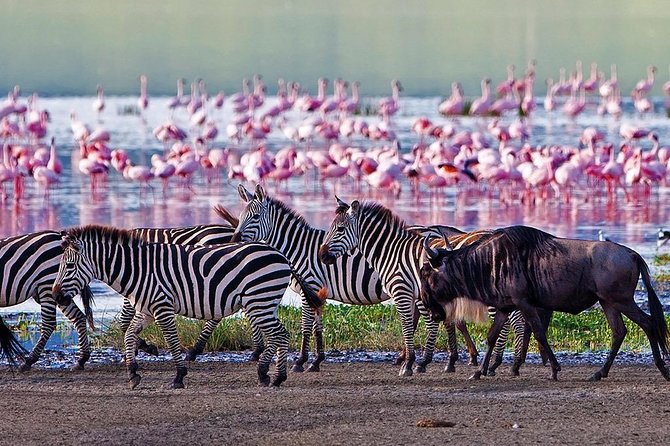 Serengeti & Ngorongoro 3 Days Fly Safari in From Zanzibar - Pickup Information