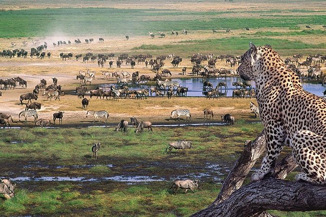 Serengeti & Ngorongoro 3 Days Fly Safari in From Zanzibar - Important Details