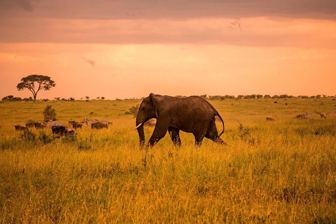 Serengeti & Ngorongoro 3 Days Fly Safari in From Zanzibar - Itinerary