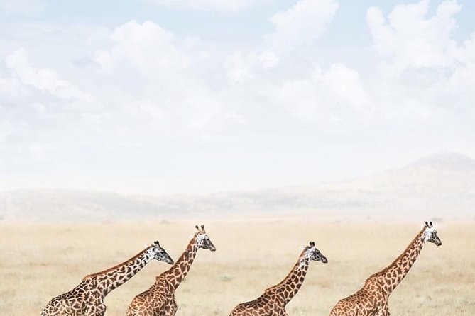 Serengeti & Ngorongoro 3 Days Private Tour - Safari Jeep 4x4