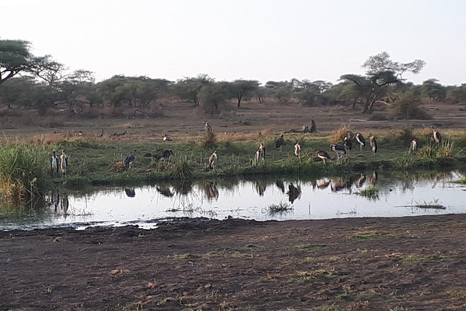 Serengeti & Ngorongoro 3 Days Private Tour - Destination Highlights