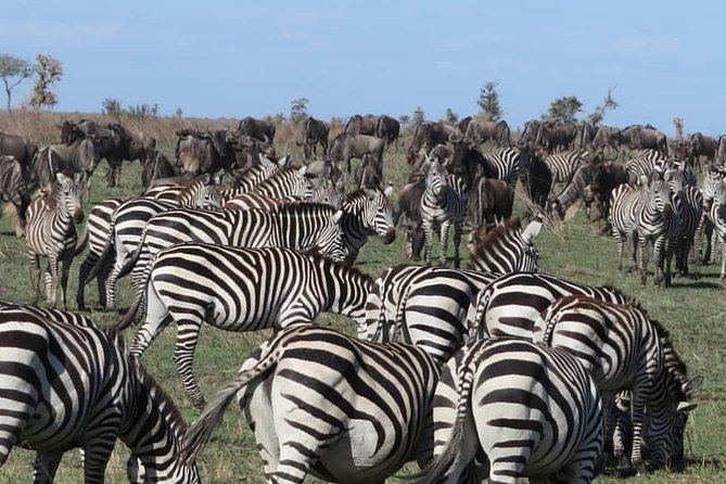 Serengeti, Ngorongoro & Tarangire 5days Private Tour - Transportation and Logistics