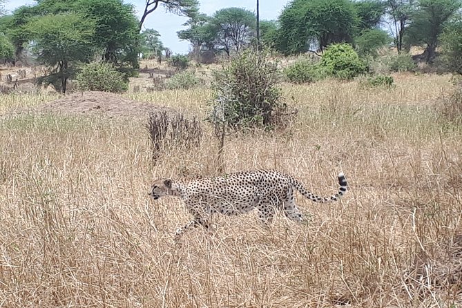 Serengeti, Ngorongoro & Tarangire 5days Private Tour - Safety and Accessibility