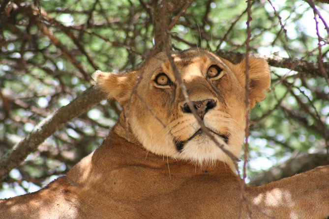 Serengeti Tour – 7days/6 Nights (4 Stars Accommodations) - Inclusions