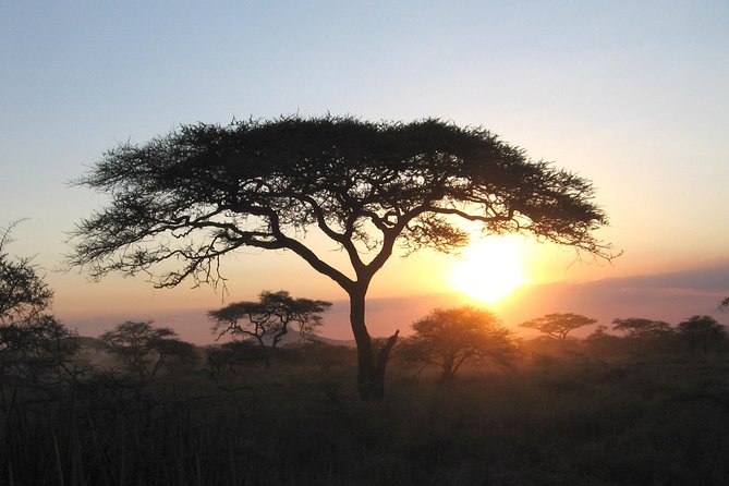 Serengeti Tour – 7days/6 Nights (4 Stars Accommodations) - Wildlife Sightings